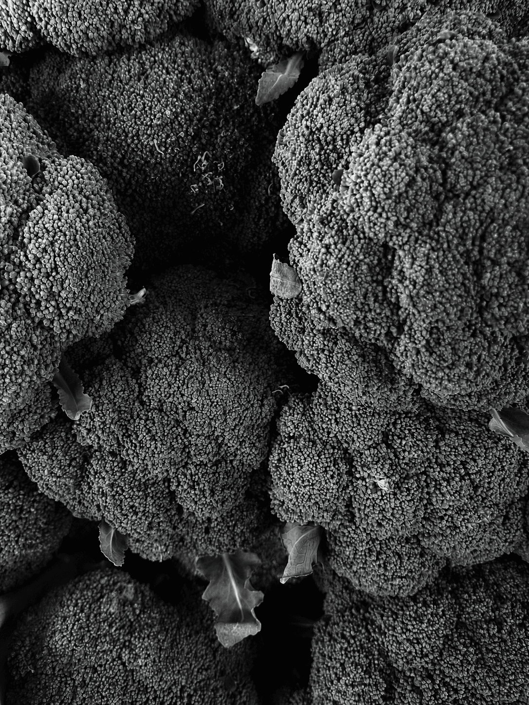 Broccoli