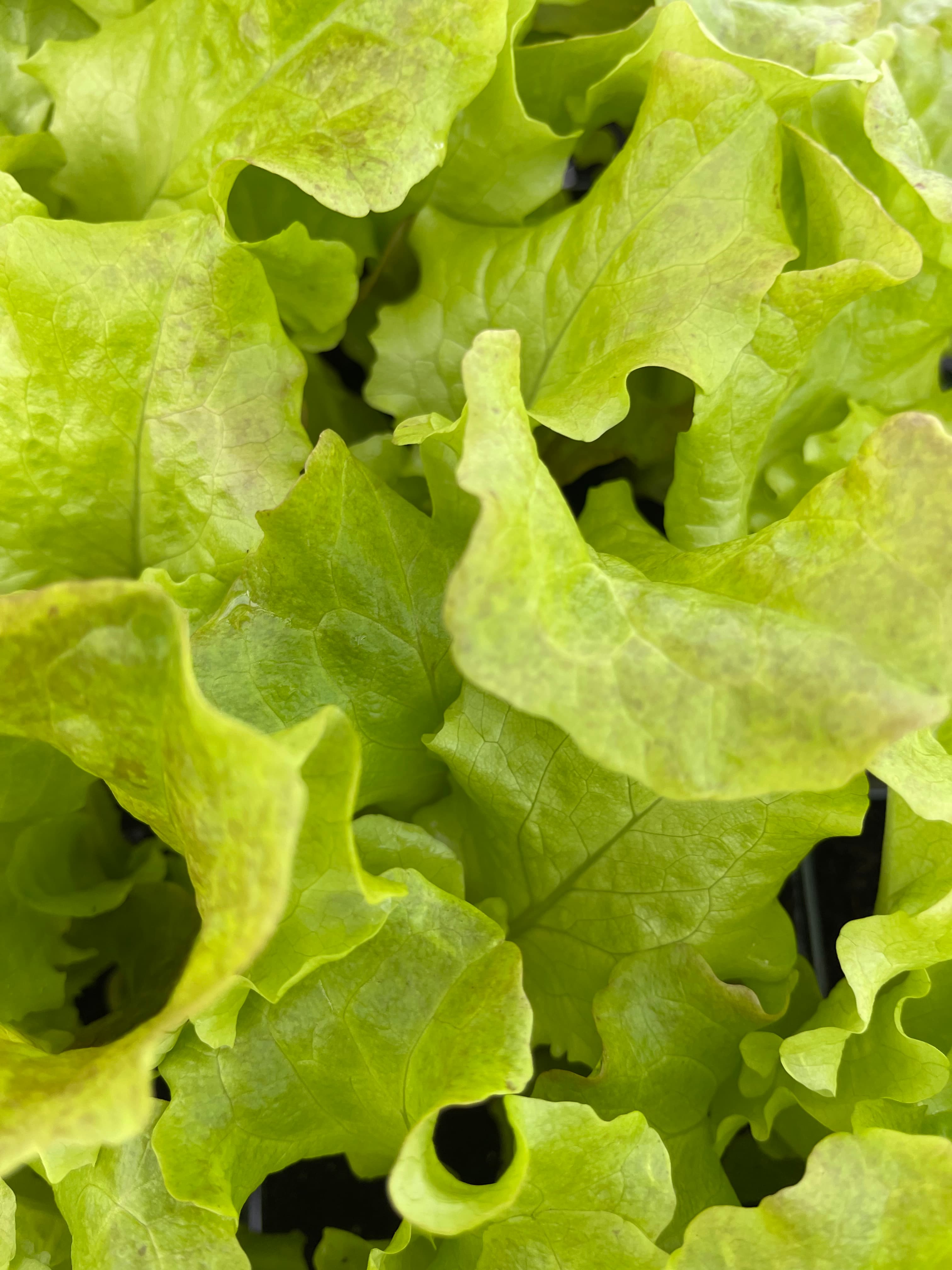 Lettuce