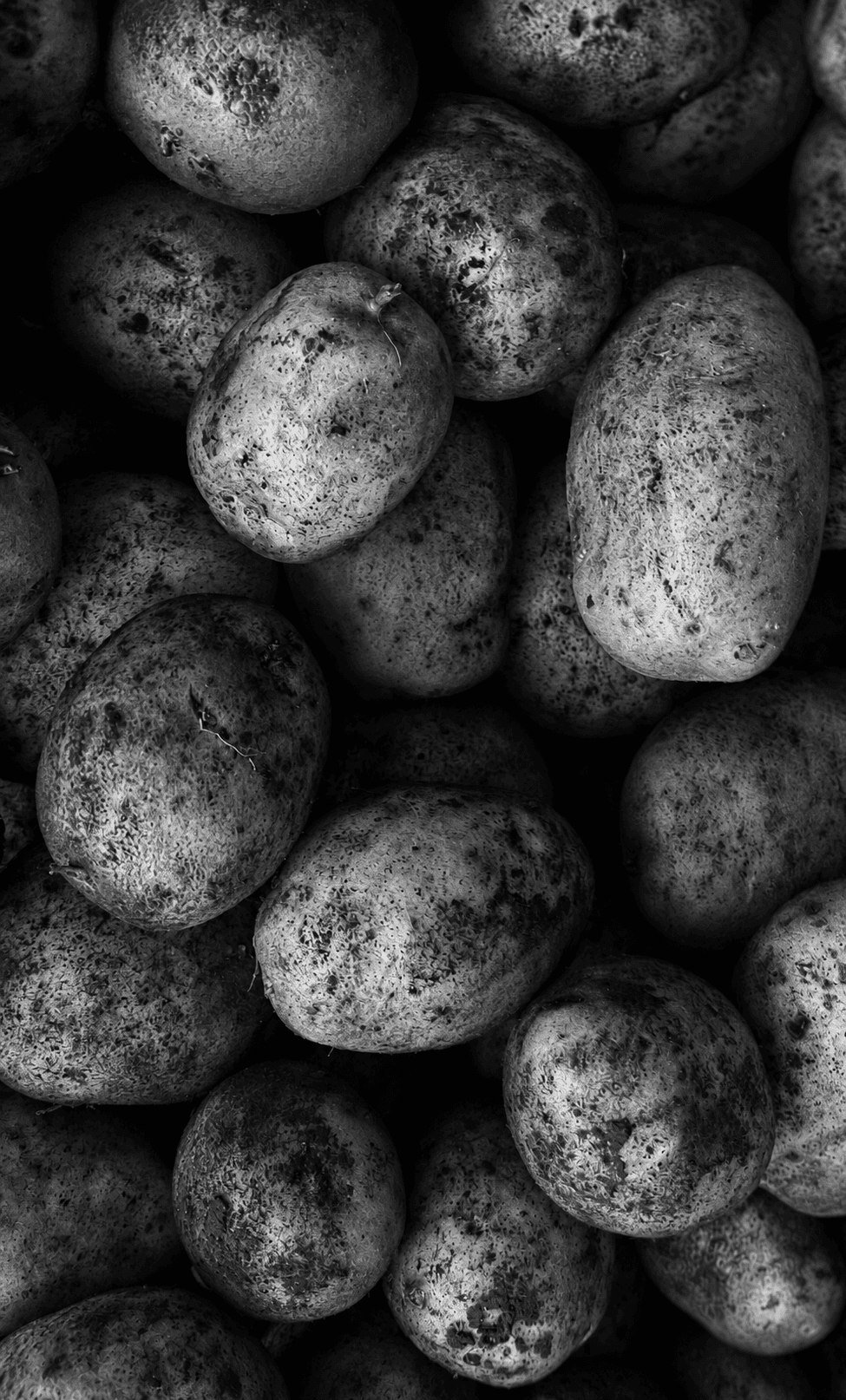 Potato